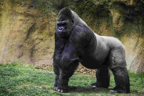 silverback gorilla  lion smack  heres  winner kidadl