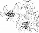 Lilies Coloring Pages Kids Top sketch template