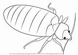 Drawing Bug Bed Draw Insect Simple Step Insects Tutorials Getdrawings Drawingtutorials101 sketch template