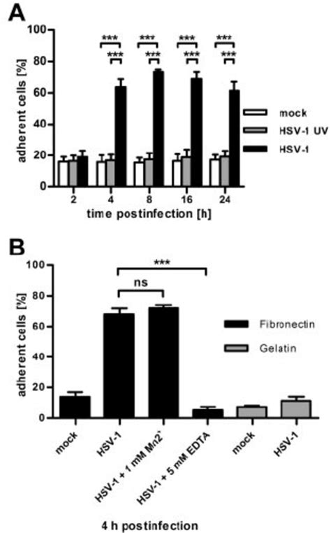 dcs infected with herpes simplex virus type 1 adhere to fibronectin and download scientific
