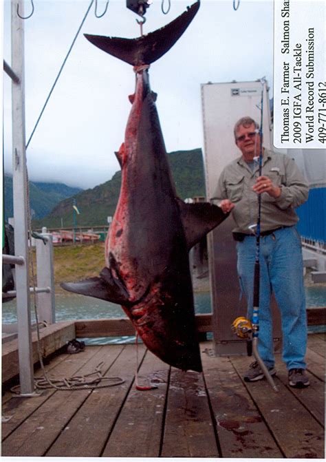 worlds largest catfish  caught