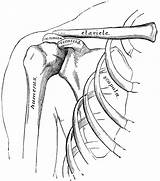 Shoulder Bones Anatomy Arm Clipart Hand Human Shoulders Clip System Coloring Sketch Pages Skeletal Drawings Template Etc Body Usf Edu sketch template