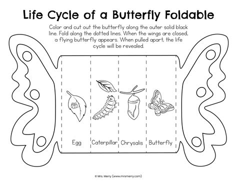 foldable butterfly life cycle printable etsy