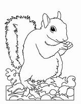 Squirrel Hibernation Veverita Colorat Printable Planse Forest Desene Getcolorings Colouring sketch template