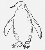 Coloring Penguins Hard sketch template