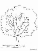 Tree Coloring Pages Oak Elm Trunk Printable Redwood Trees Live Pine Leaves Color Rainforest Template Drawing Professional Getcolorings Planting Getdrawings sketch template