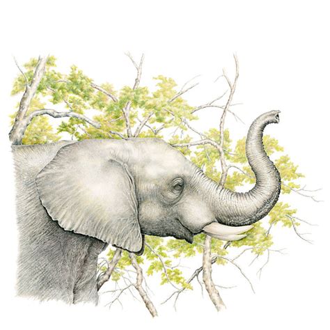 Elephant Profile Framed Original Drawing Wildlife Drawings By Jim