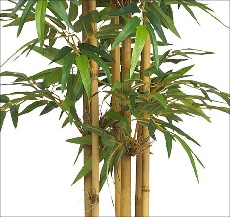 6 3 japanese bamboo silk tree w pot 1 440 leaves
