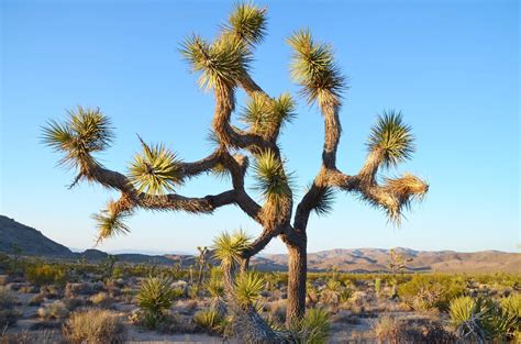 joshua tree national park