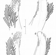 Afbeeldingsresultaten voor "ashtoret Maculata". Grootte: 186 x 185. Bron: www.researchgate.net