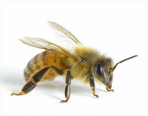 honey bees apis mellifera