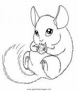 Chinchilla Cincilla Nagetiere Roditore Disegnidacolorare Animali Malvorlage Ausmalen Roditori sketch template