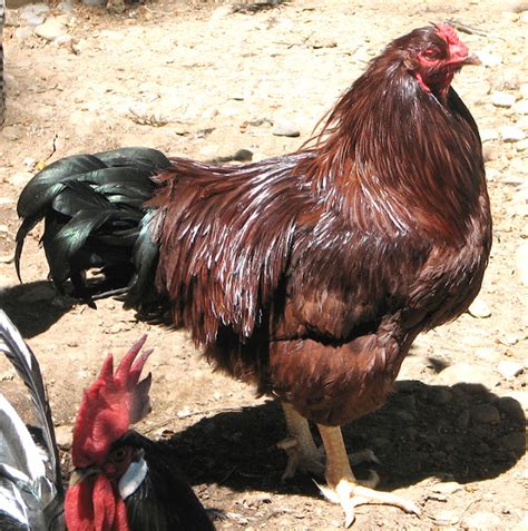buckeye chicken characteristics temperament