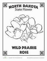 Dakota North State Coloring Flower Activities sketch template