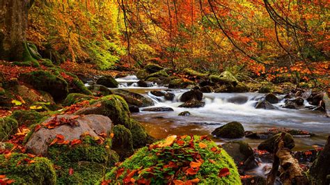 fall forest wallpapers top  fall forest backgrounds wallpaperaccess