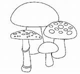 Mushrooms Coloring Coloringcrew sketch template