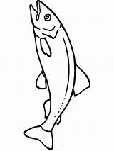Salmon Coloring Pages Fish Color Printable sketch template