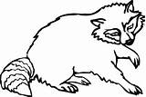 Raccoons Print Coloring Pages sketch template