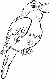 Usignolo Uccello Pagina sketch template