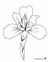 Iris Flower Drawing Outline Flowers Drawings Pencil Tattoo Easy Coloring Visit sketch template