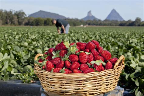 prize incentive  workers   struggling strawberry industry