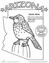 Arizona State Bird Worksheets Birds Coloring Kids Worksheet Learn Cactus Printable Pages States Found Geography History Education Az Animals Report sketch template