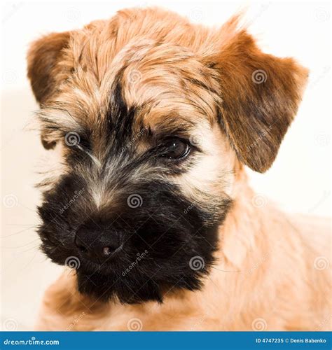 small brown puppy stock image image  canine short