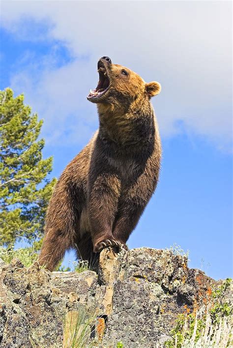 grizzly bear roaring photograph  john pitcher