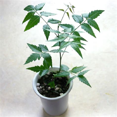 neem azadirachta indica plant nestreeocom