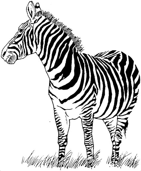 coloring page  realistic zebra coloringbay