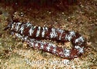 Image result for "polyplectana Kefersteini". Size: 140 x 100. Source: www.marinelifephotography.com