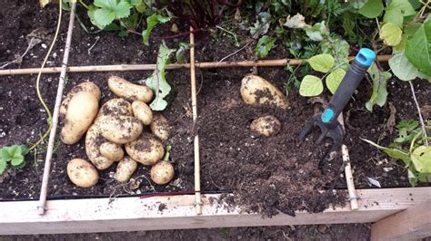 deep   raised bed     potatoes  dig vegetable