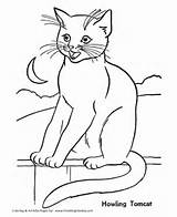 Coloring Pages Cat Printable Kids Color sketch template