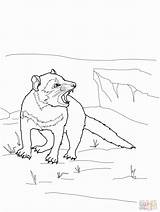 Devil Tasmanian Coloring Colouring Pages Popular sketch template
