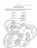 Cell Animal Coloring Biology Color Slideshare Name sketch template