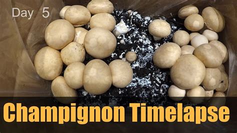 mushroom champignon grow timelapse youtube