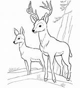 Coloring Whitetail Deer Pages Buck Fawn Color Realistic Printable Drawing Getdrawings Getcolorings sketch template