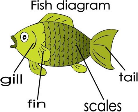 fish diagram flashcard