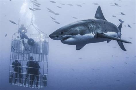 Shark News 20 Foot Great White Circles Divers Off Mexico