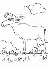 Alce Dibujos Animados Disegni Moose Elk Alces Deers sketch template
