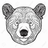 Bear Teddy Face Head Coloring Getdrawings Drawing sketch template