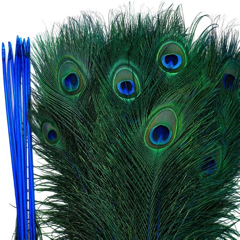 dyed peacock feathers   inches long stemdyed  natural peacock