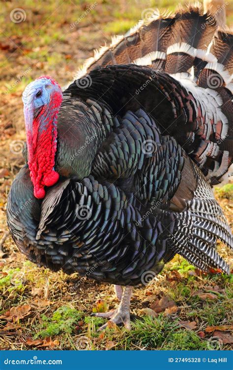 black turkey royalty  stock  image