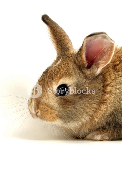 rabbit head royalty  stock image storyblocks