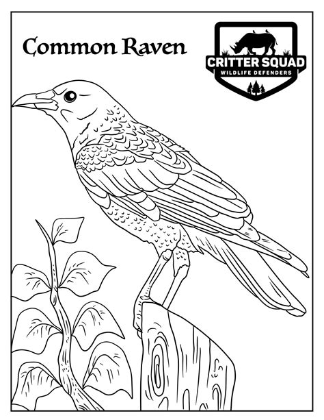 common raven coloring page cswd