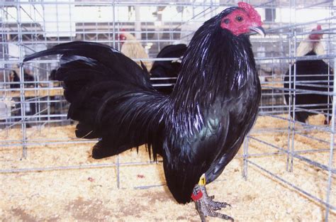 Black Old English Bantam Chickens Cackle Hatchery