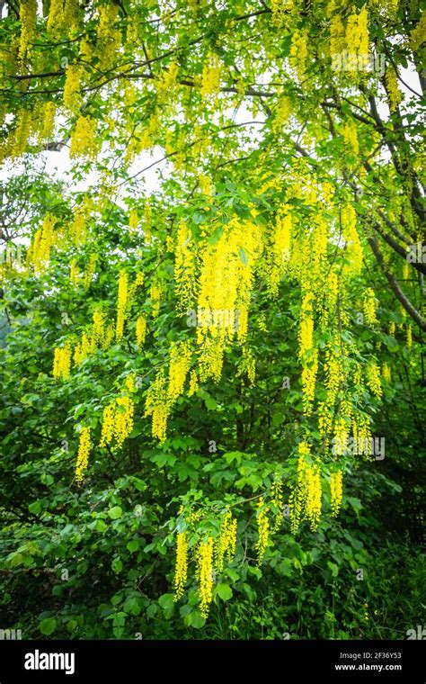 yellow flowers  acacia dealbata tree  sunny spring day stock photo