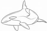 Orca Drawing Whale Killer Outline Line Lineart Deviantart Turning Britannia Visit Drawings Coloring Pages Getdrawings Mockingbird Kill Painting Paintingvalley sketch template