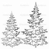 Pine Tree Outline Coloring Christmas Drawings Drawing Trees Realistic Ponderosa Line Draw Evergreen Cone Sketch Pages Forest Clipart Winter Pencil sketch template