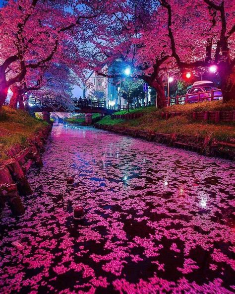 japanese cherry blossom  night rbotanicalporn